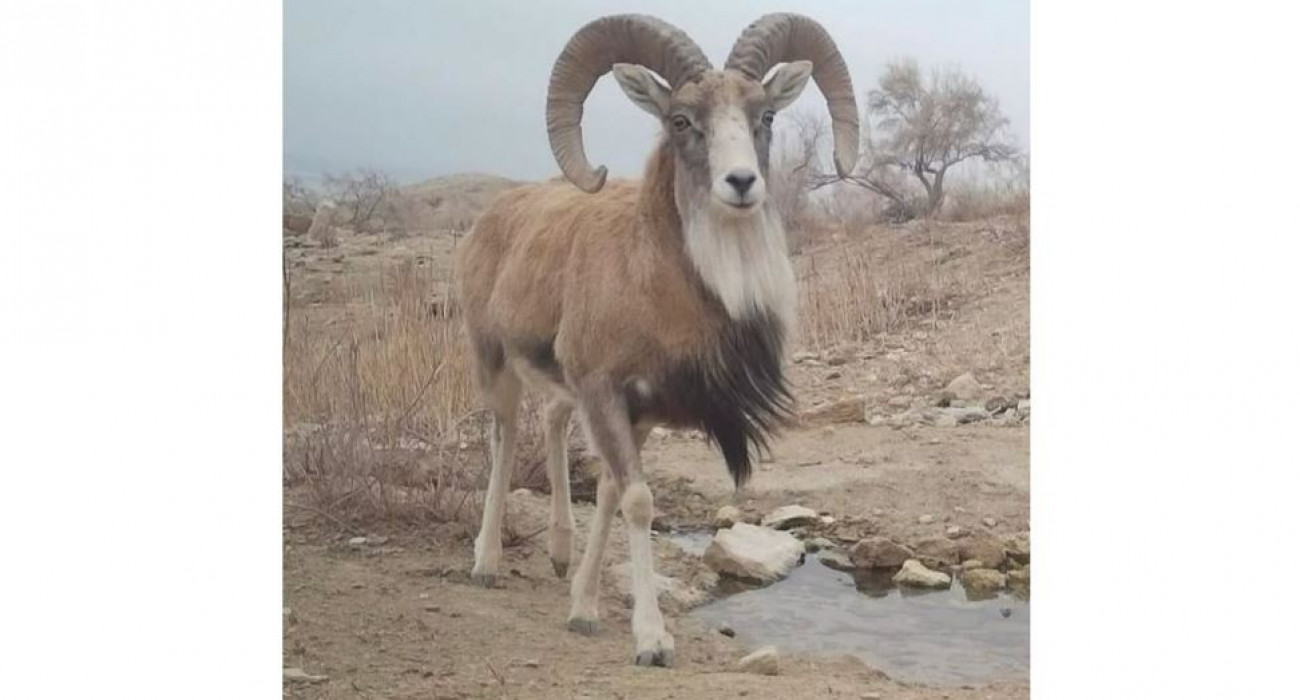 Ұйқыдағы түкті киска порно