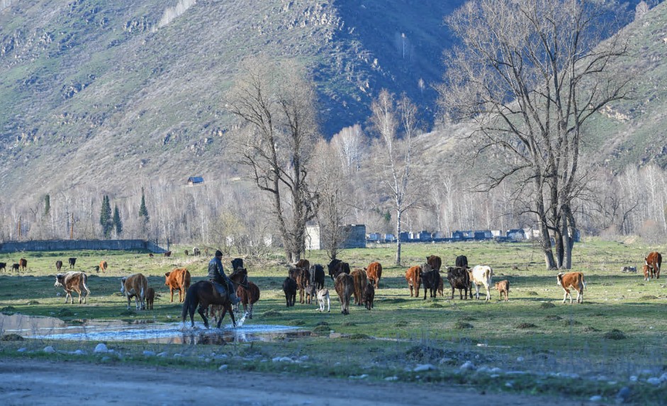 Мал ұрлығы тыйылмай тұр