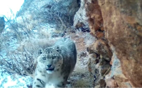 Қар барысы тағы фототұзаққа ілінді