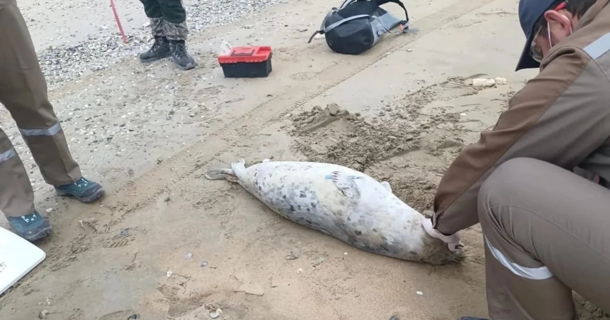 Каспий жағалауынан 88 итбалықтың өлексесі табылды