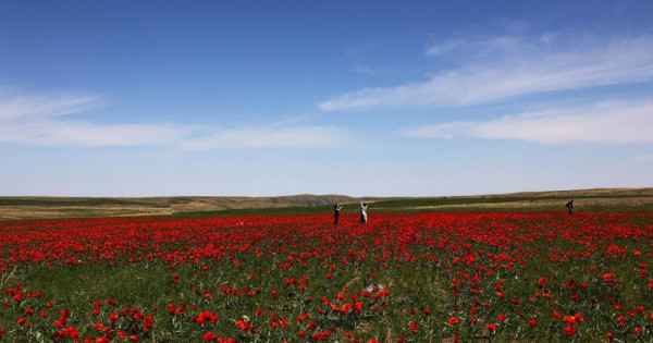 Әйелдің зәр шығару кезіндегі кискасының жақыннан түсірілуі