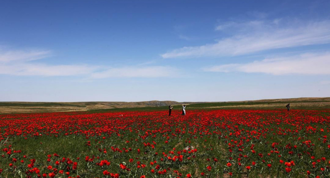 Prology MDD 714 схемасы