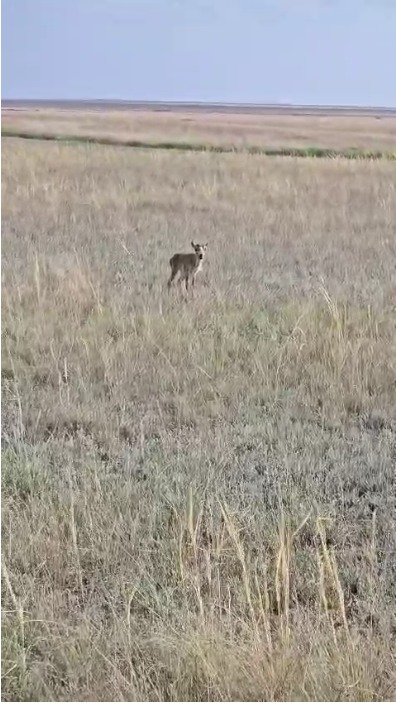 Науырзымда киік төлдеп жатыр