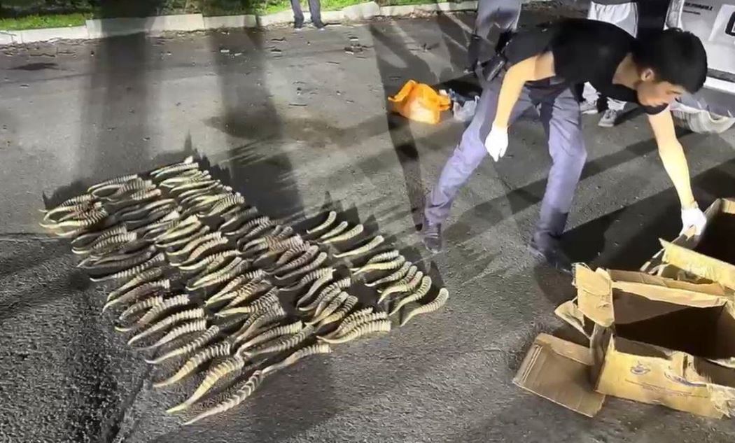 Көліктен 300-ден астам киік мүйізі табылған