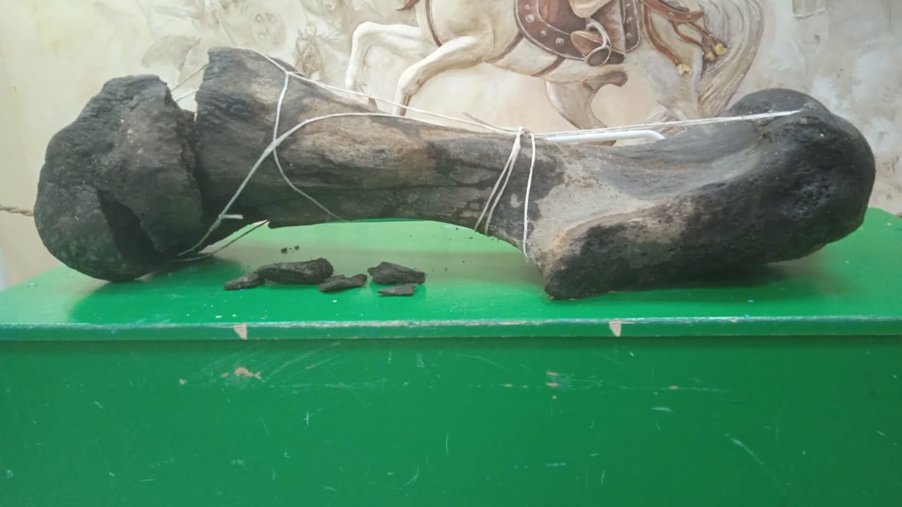 Алып жануардың асық жілігі табылды