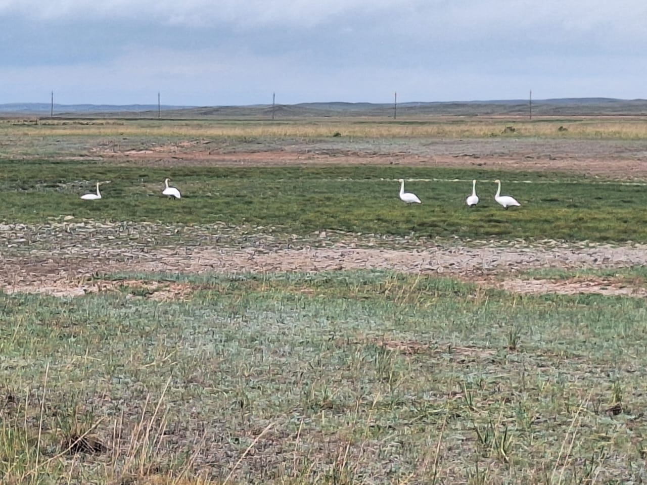 Баянауылға сыбырлақ аққулар ұшып келіп жатыр