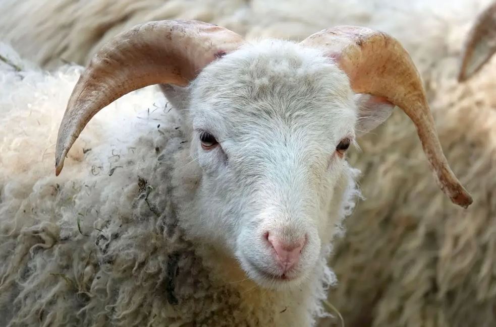 Малшы фермердің малын сатып, ақшасын құмар ойынға салған