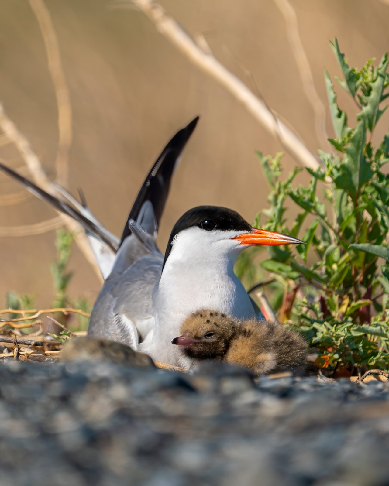Қазақстандағы орнитологиялық туризмнің келешегі қандай