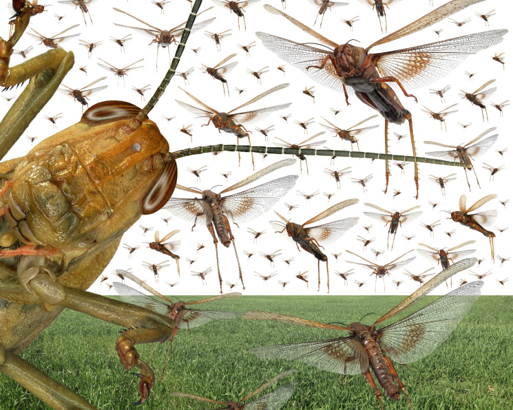 Шегірткеге қарсы шаралар