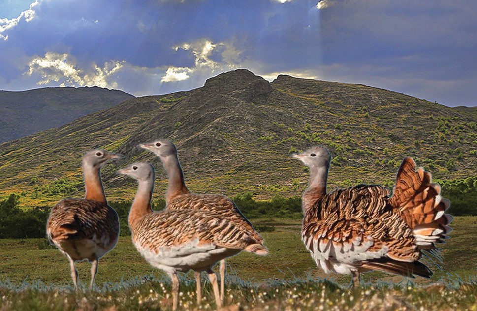 Далада жүрген дуадақ