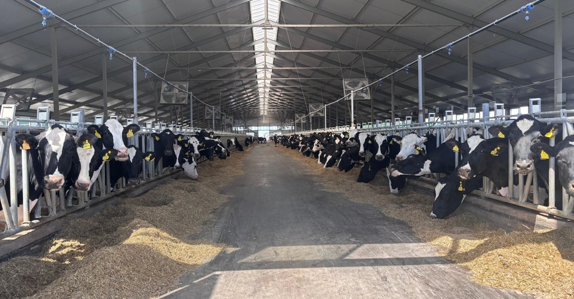 Субсидия берсе, сүт көбейе ме?