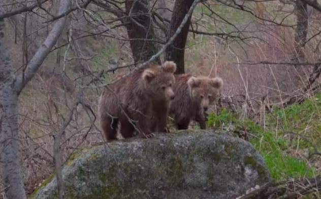 Тянь-Шань қоңыр аюы фототұзаққа 25 рет түскен