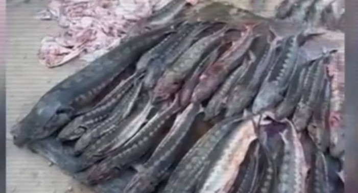 Жаңаөзен тұрғынынан 508 кг бекіре балығы тәркіленді