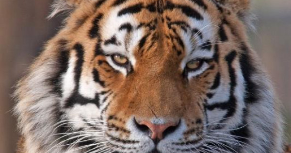 Қысқа мультфильм секс видео - huawei-up.ru