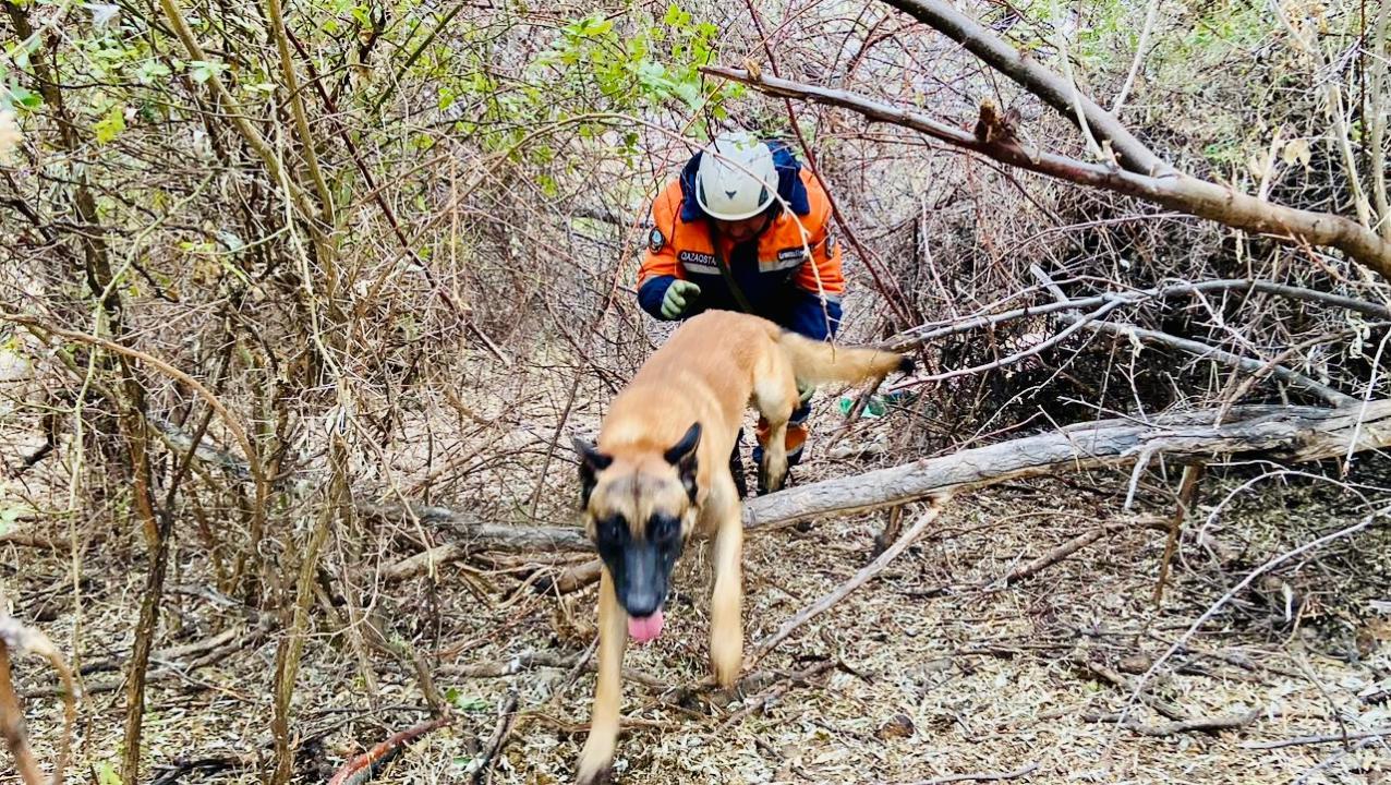 Қазақстанда қызметтік иттердің дайындығы сыналды