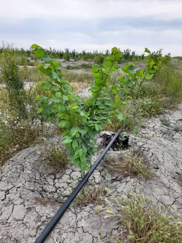 Жасыл желек қашан жайқалады?