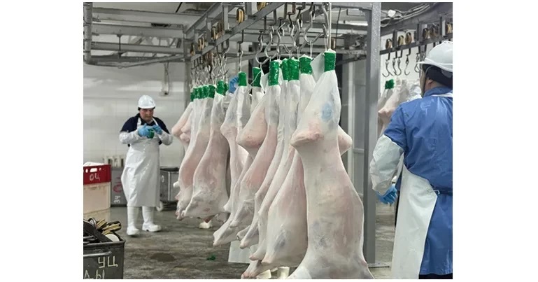 Қойнауы қойға жайлы