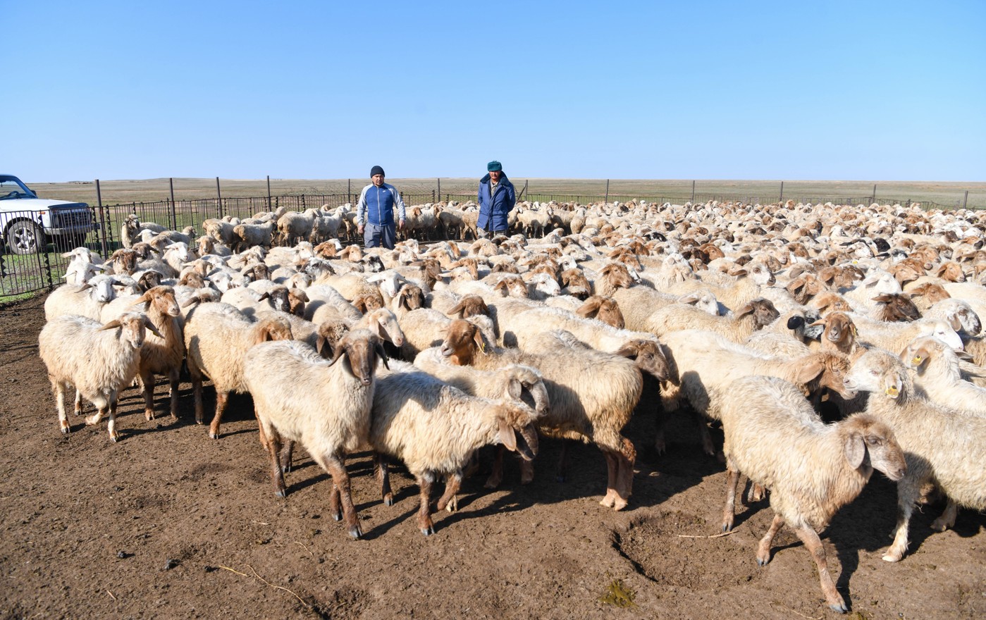 Мал шаруашылығы: ғылым мен тәжірибе үндестігі