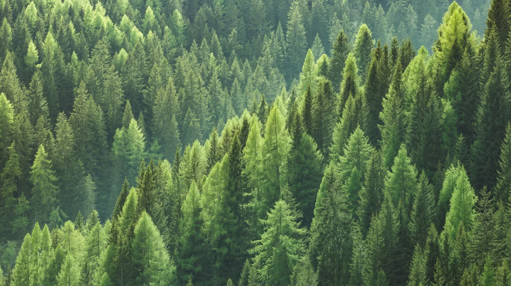 Орман тамырдан қуат алады