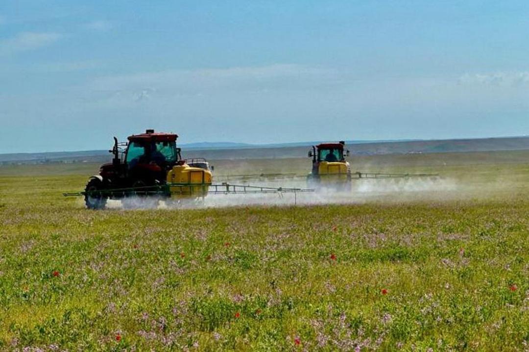 Қазақстанда 1,8 млн гектар ауыл шаруашылығы алқабы шегіртке зиянкестеріне қарсы өңделді