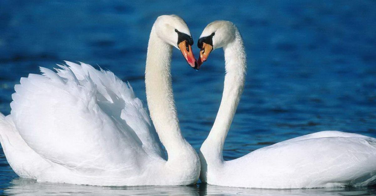 Күй құдіреті