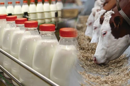 Сүт шаруашылығында бұрын-соңды болмаған өсім тіркелді