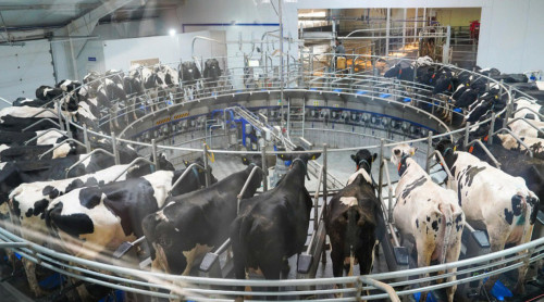 Министр желдеткіші, жылы едені бар мал күту жүйесін таныстырды