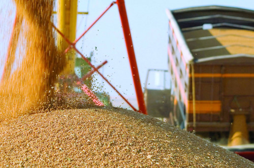 Қазақстан экспорттайтын астық көлемі артқан