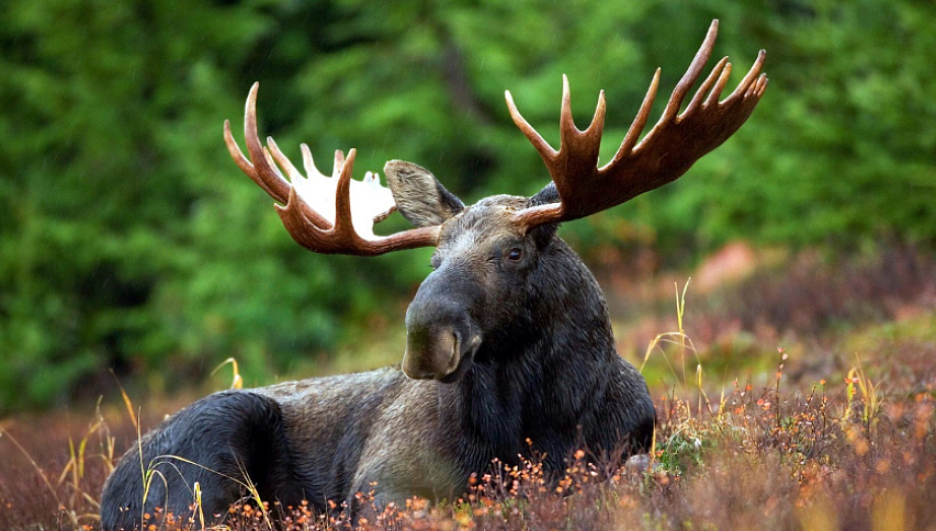 Бұлан атып бұғауға түсті