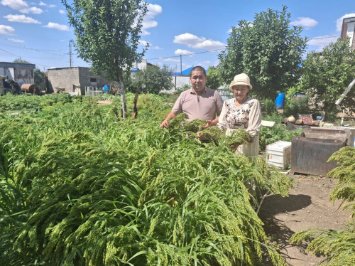 Шығанақ тарысының тұқымы табылды