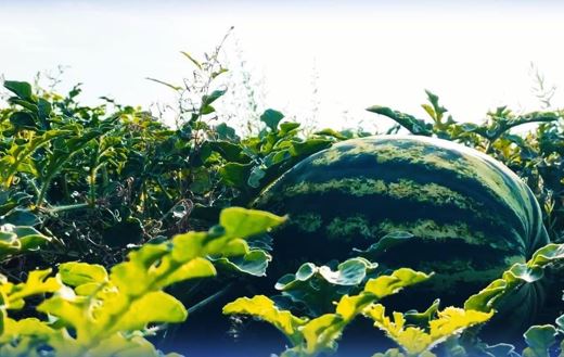 Жамбыл облысында қарбыздың алғашқы өнімі жиналды