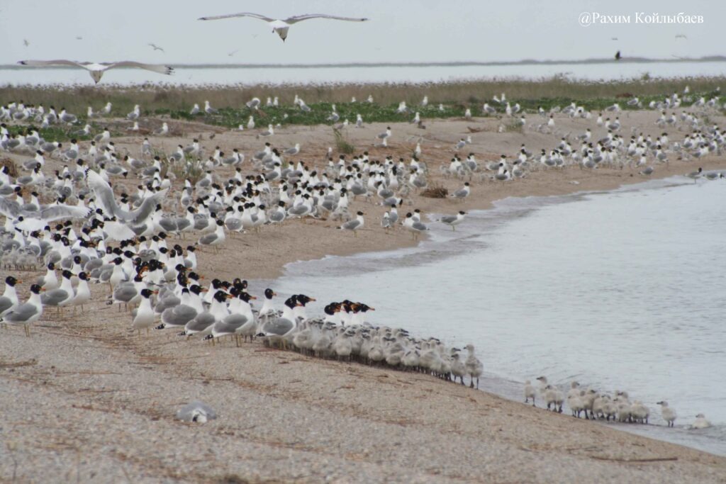Атыраудағы «Ақжайық» резерватында құстардың өлексесі табылды