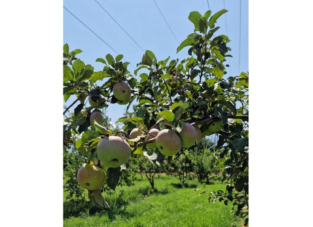 «Апорт» алмасын жаңғырту жұмыстары жалғасып жатыр   