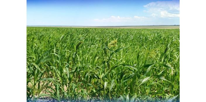 ШҚО аумағындағы 5 815,7 гектар егістік алқапқа су берілді