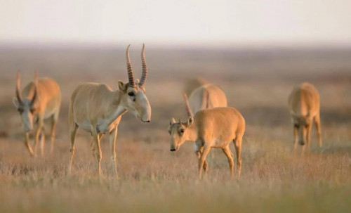 Киіктерді Өзбекстанға жіберу мемлекетаралық шешімді талап етеді - Экология министрлігі