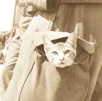 Сезімтал мысық