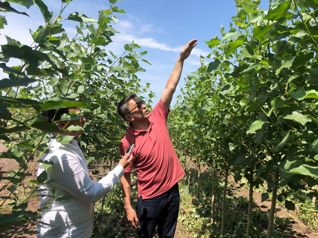 Жанға жайлы жасыл желек