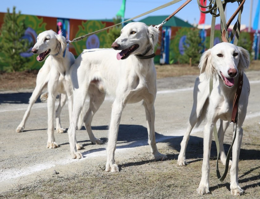 Қазақ тазысы: жаһанға танылу жолы