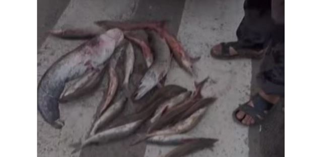 БҚО тұрғыны бекіре тасымалдап ұсталды