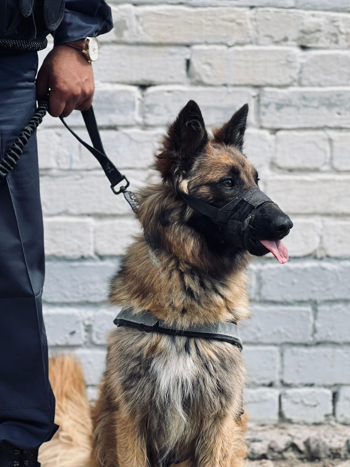 Ұлттық ұланның қызметтік иті жоғалған екі қызды іздеп тапты