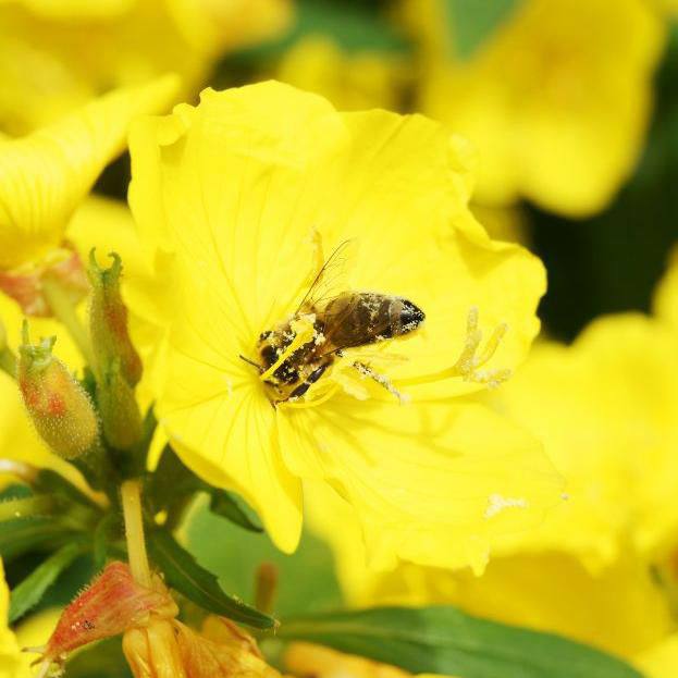 Өсімдіктер де естиді