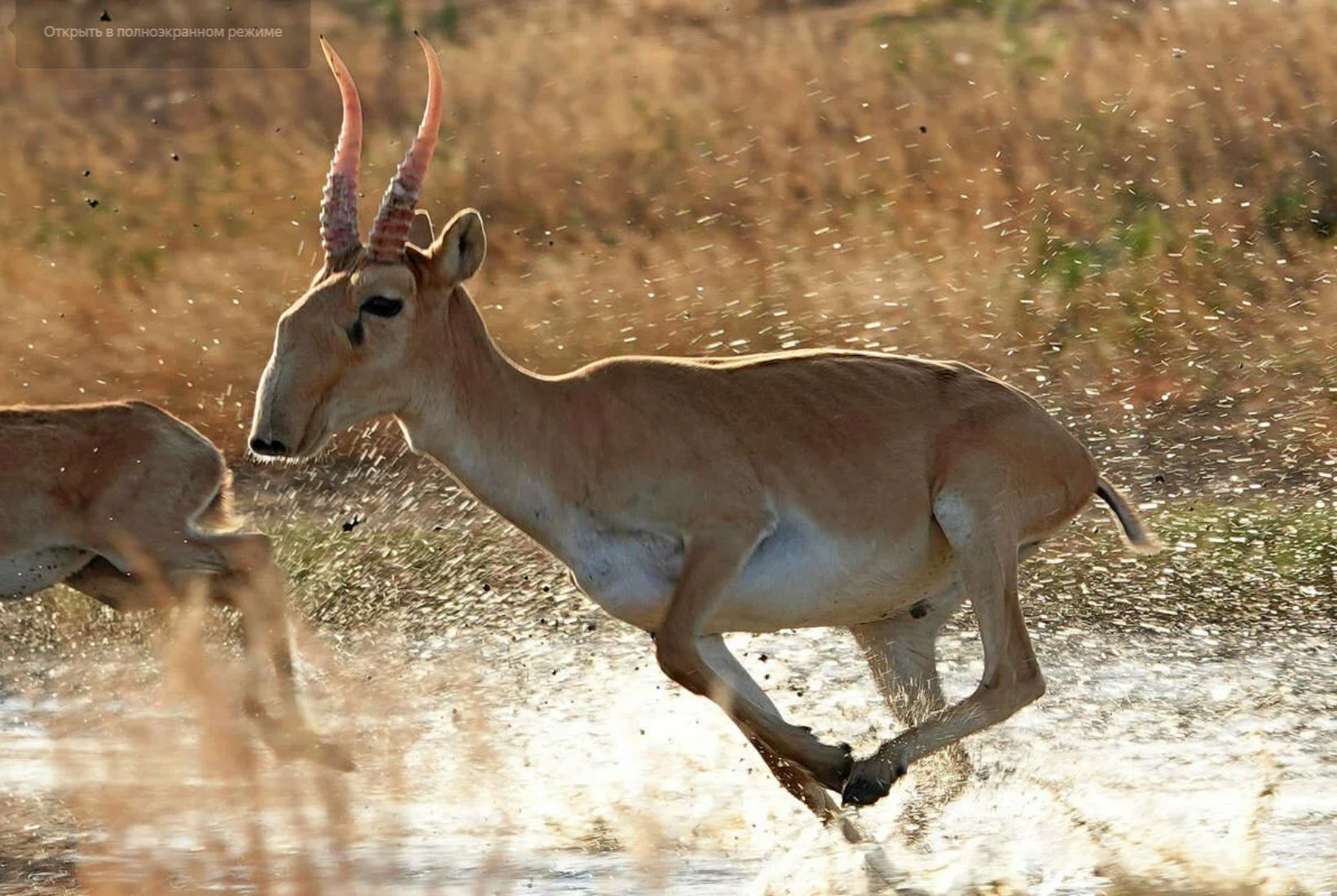 Киік етін кәдеге асырады