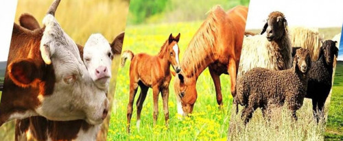 Ақмола облысында шаруаларға 117 млрд теңге жеңілдікпен несие берілді