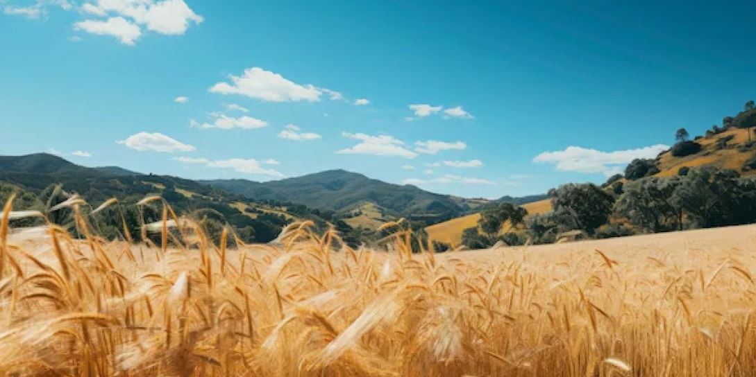 Қазақстанның астық экспортының географиялық аумағы кеңейді