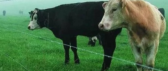 «Электрбақташы» ЖКО-дан қорғайды