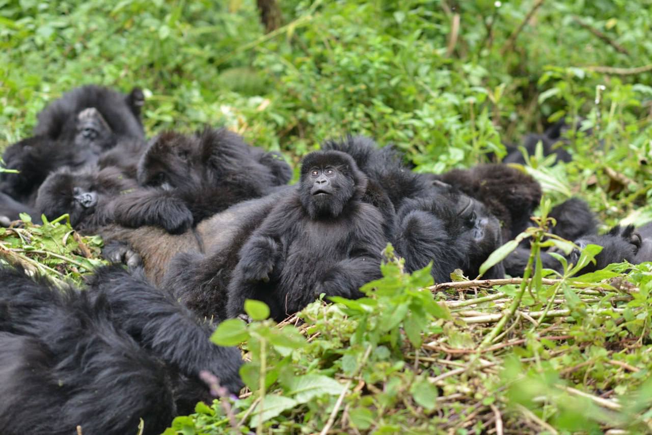 Досқа адал гориллалар