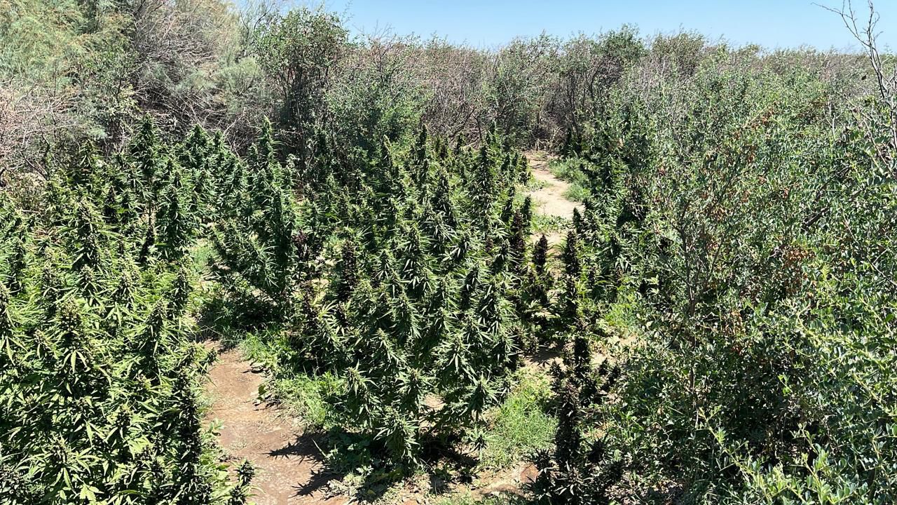 Қызылордада заңсыз есірткі егістігі анықталып, жойылды