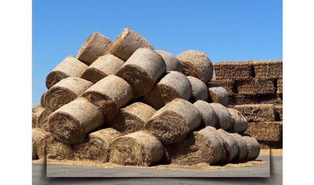 Елімізде мал азығын әзірлеу жұмыстары қарқынды жүріп жатыр