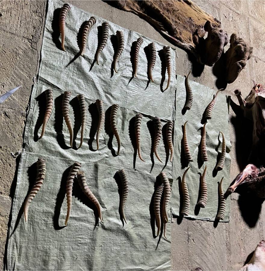 Маңғыстау тұрғынының ауласынан заңсыз атылған киіктер қоймасы табылды