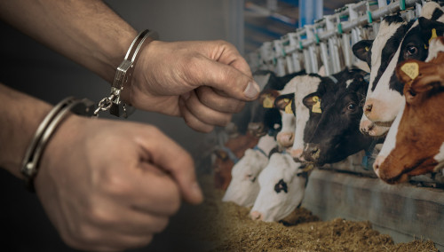 Мал ұрлаған топ ұсталды